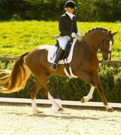 Ami Mclean - Dressage Rider